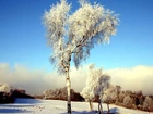 Las, Drzewa, Zima