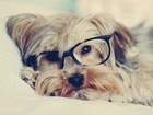 Pies, Okulary, Yorkshire Terrier