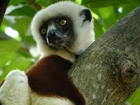 Lemur, Sifaka