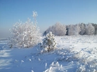 Drzewa, Krzewy, Śnieg