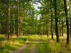 Las, Drzewa, Trawa, Ścieżka