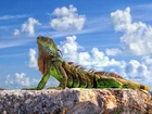 Iguana, Skała, Chmury