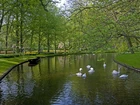 Park, Wiosna, Rzeka, Łabędzie