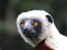 Lemur, Głowa, Oczy