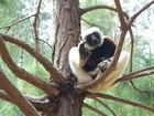 Lemur, Sifaka, Na, Drzewie