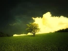 Drzewo, Łąka, Chmury