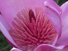 Kwiat, Magnolia, Różowa