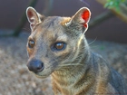 Fossa