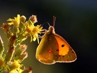 Owad, Motyl, Żółty, Kwiat