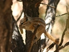 Wiewiórka, Chipmunk, Drzewo