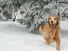 Rudy, Pies, Zima, Golden Retriever