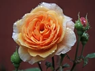 Łososiowa, Róża, Rosa