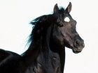 Czarny Koń