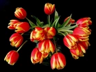 Bukiet, Tulipanów