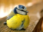 Ptaszek, Modraszka Zwyczajna