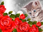 Kotek, Róże