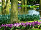 Park, Lato, Rzeka, Kwiaty, Keukenhof, Holandia