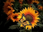 Motyl, Słoneczniki