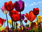 Kwiaty, Kolorowe, Tulipany, Niebo