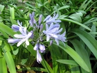 Niebieski, Kwiat, Agapantu