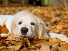 Pies, Golden Retriever, Liście, Jesień