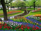 Park, Drzewa, Rzeczka, Tulipany