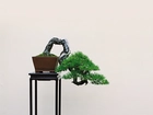 Stolik, Drzewko, Bonsai