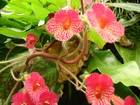 Kwiaty, Begonia