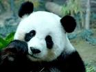 Miś, Panda