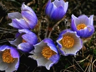Kwiaty, Niebieski, Sasanka