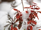 Czerwona, Roślina, Śnieg, Zima