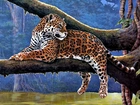 Drzewo, Konar, Jaguar