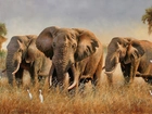 Słonie
