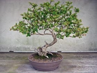 Drzewko, Bonsai