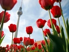 Tulipany, Wieża, Telewizyjna, Berlin