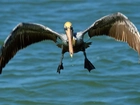 Ptak Wodny, Pelikan