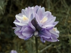 Kwiat, Dichelostemma