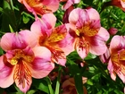 Kwiaty, Alstroemeria