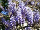 Niebieskie, Kwiaty, Glicynii