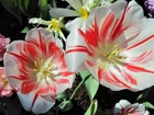 Rozkwitnięte, Tulipany