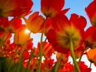 Tulipany, Promienie, Słońca