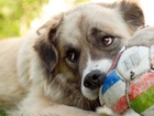 Pies, Piłka, Spojrzenie, Owczarek środkowoazjatycki