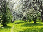 Park, Kwitnące, Drzewa, Wiosna
