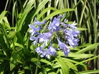 Kwiat, Niebieski, Agapant