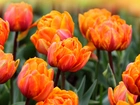 Herbaciane, Tulipany