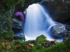 Wodospad, Kamienie, Kwiatki