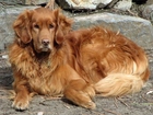 Piesek, Golden Retriever, Kamienia