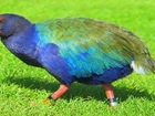 Ptaki, Takahe