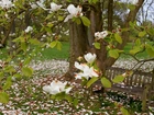Wiosna, Park, Biała, Magnolia, Ławeczka