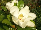 Biała, Magnolia, Wielkokwiatowa